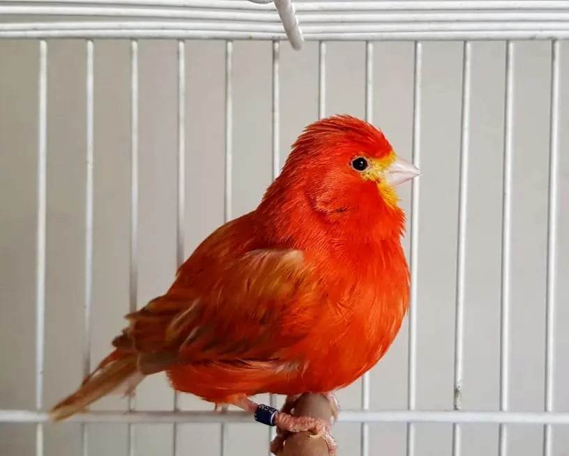 canario isabel rojo intenso