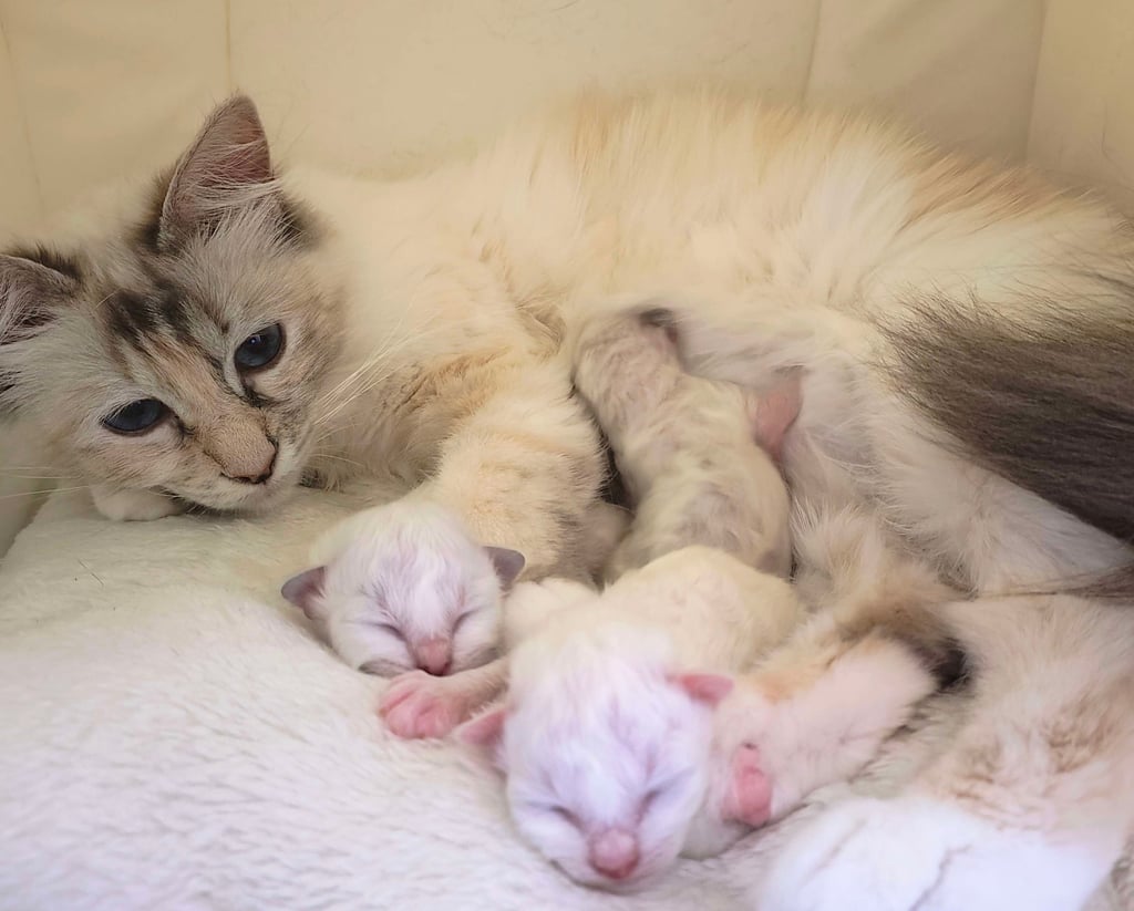 Yuki femelle Blue Tortie Tabby Point et ses trois chatons Sacré de Birmanie