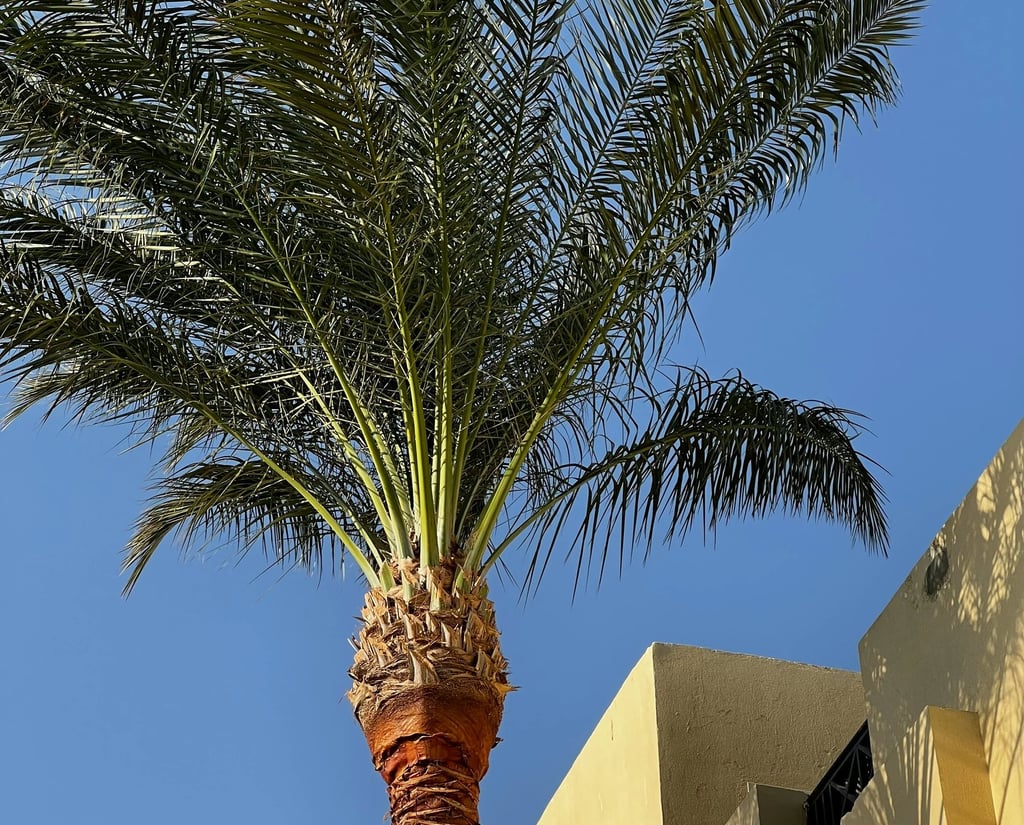 tree