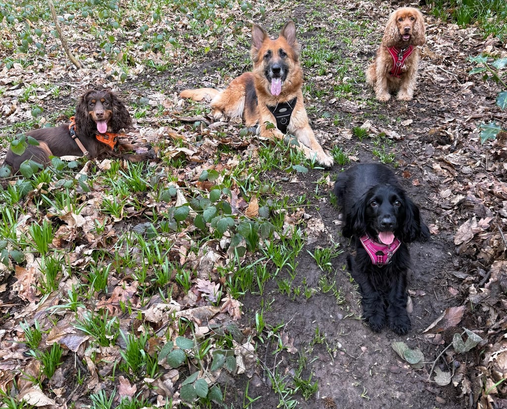 Dogs resting calmly during a walk showing the importance of rest and balance alongside exercise