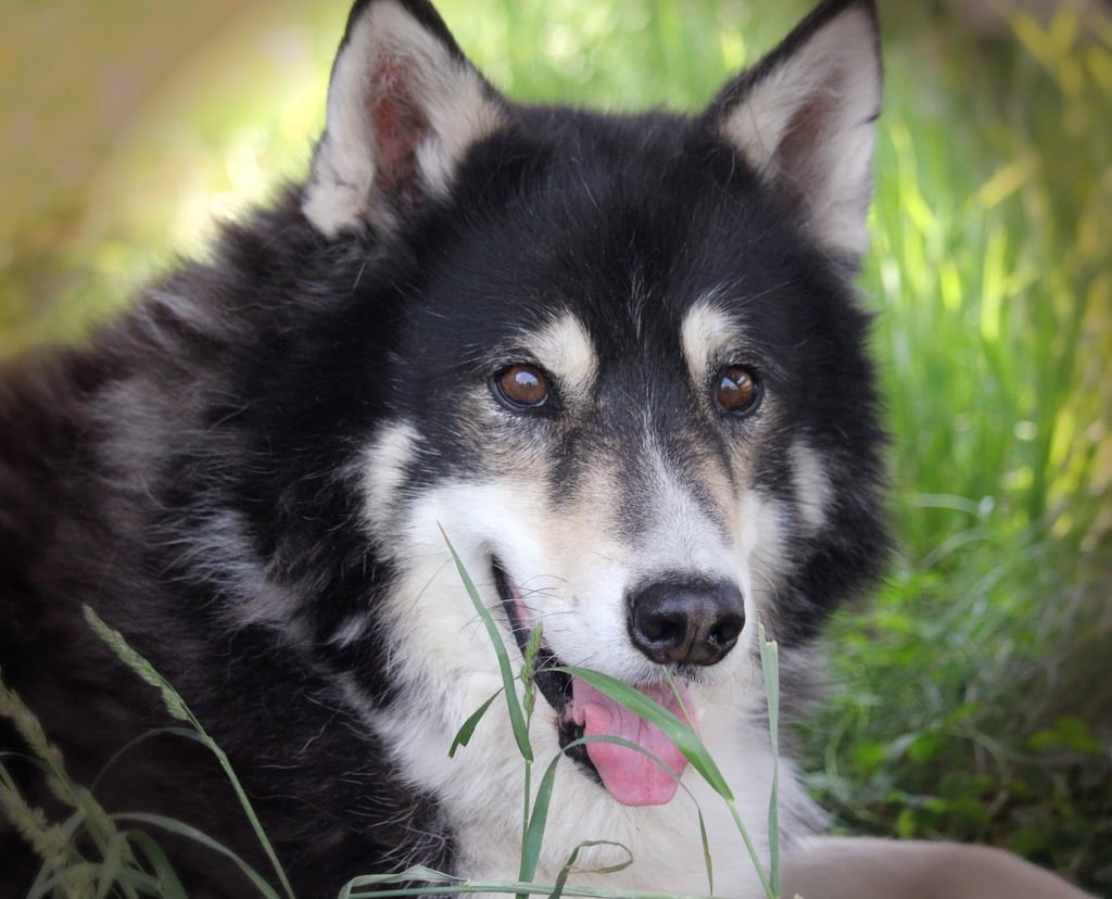 Husky-Erlebnisse, Husky-Ausfahrten, Husky-Trekkingtouren, Husky Abenteuer, Dietfurt, Bayern