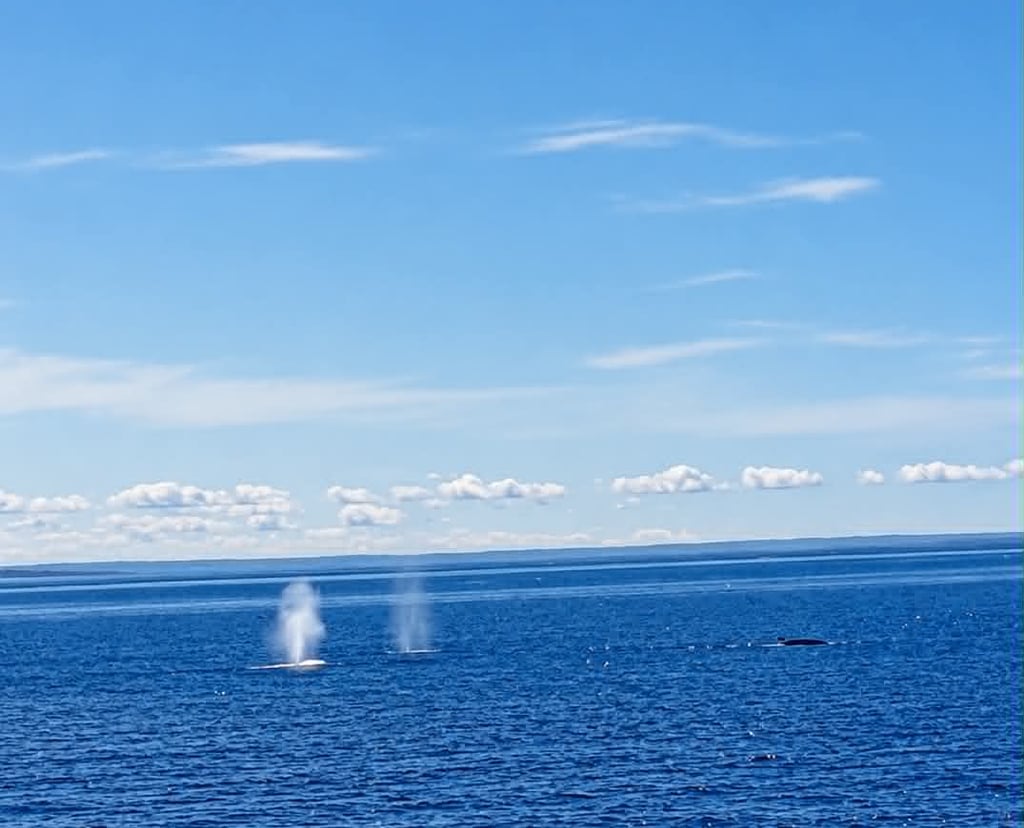Observer les baleines à tadoussac