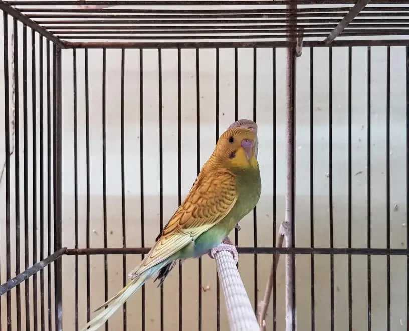 cotorrita australiana