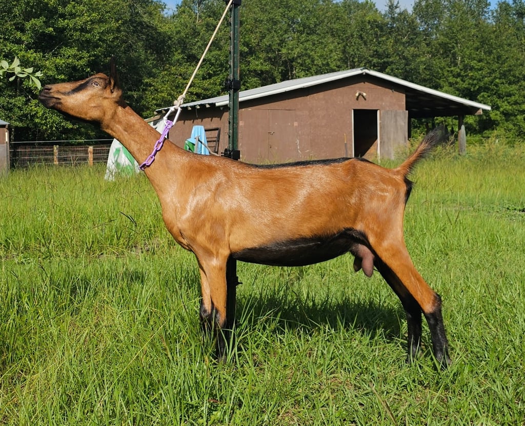 Young Oberhasli goat doe standing stretched in sunlight with shiny coat