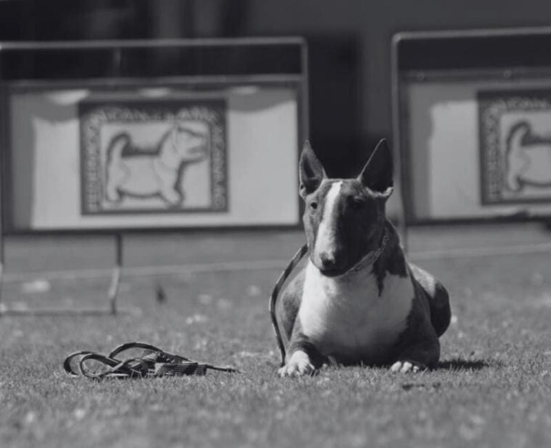 Bull terrier echado en el pasto cumpliendo la orden de echado en un campo de entrenamiento canino en San Luis Potosí