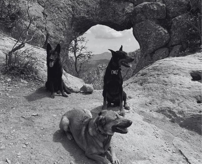 Tres perros en un mirador en San Luis Potosí