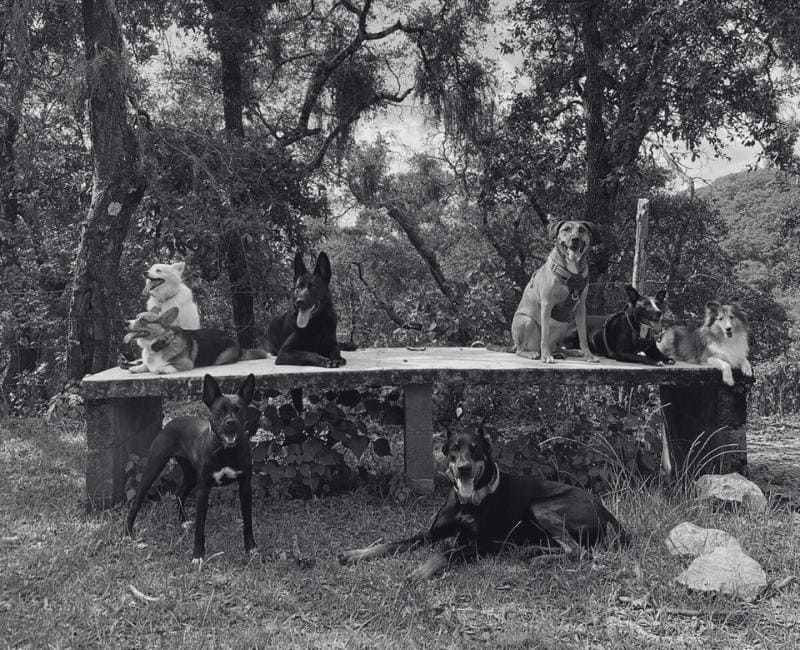Fotografía de un grupo de perros de distintas razas sentados juntos