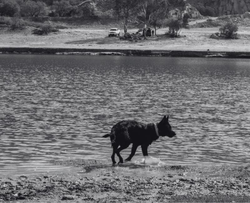 Fotografía en blanco y negro de un perro caminando a la orilla de un lago con ondas en el agua.