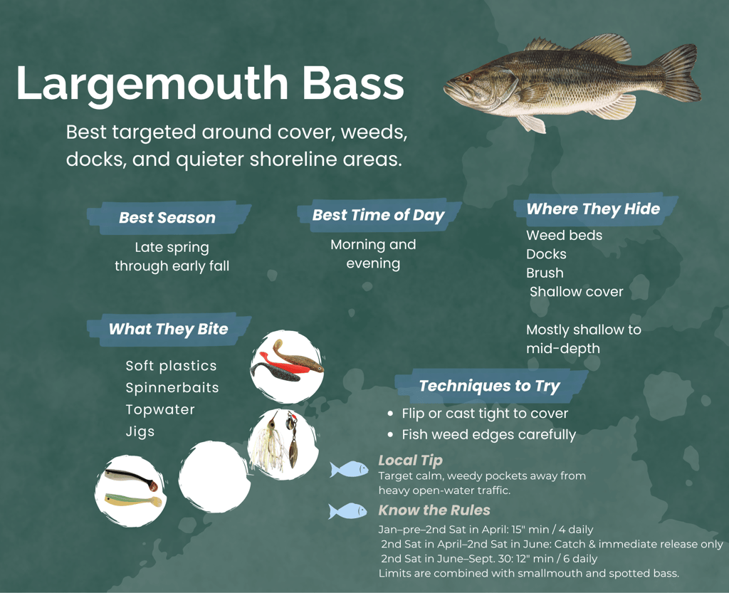 Informational guide for catching Largemouth Bass featuring fishing tips, best baits, and seasonal pa