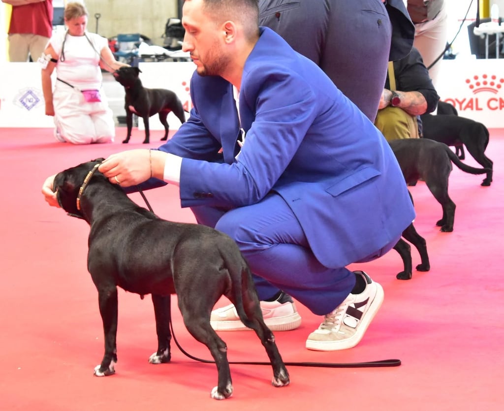 Staffordshire Bull Terrier peso forma e salute