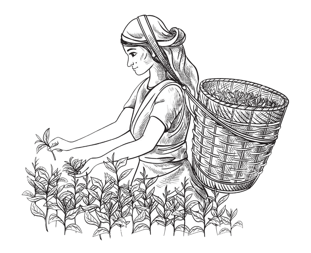 Periya Peak Tea Factory
