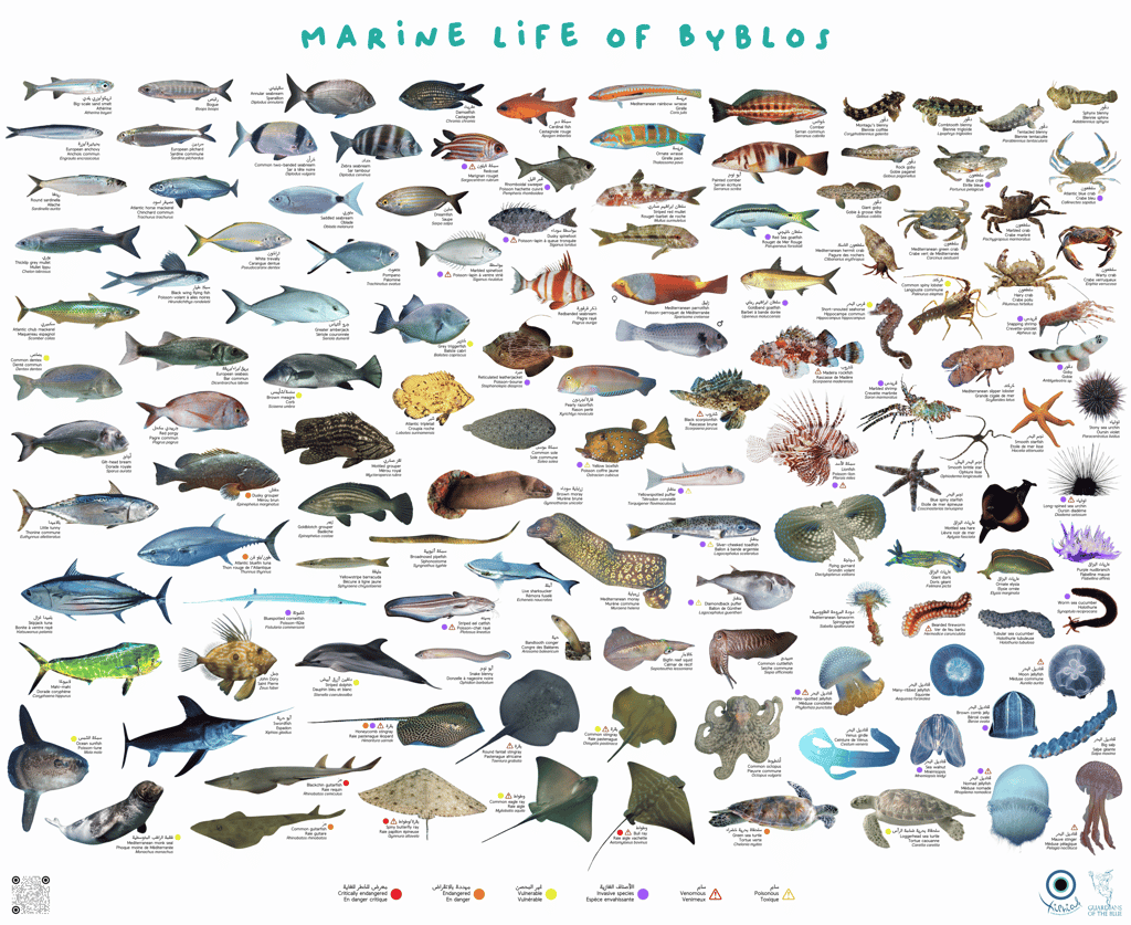 Marine life Lebanon