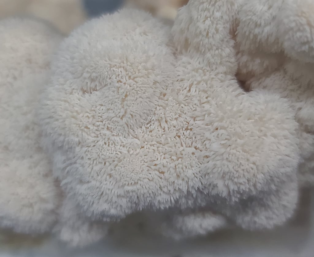Close-up of a fluffy Lion's Mane mushroom fruiting from beginner kit.