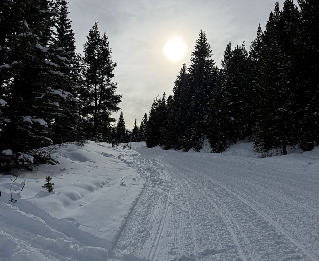 a dog is sitting in the snow