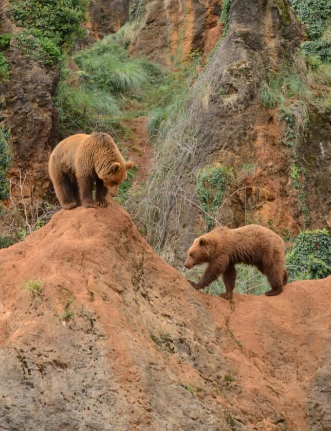 Two wild bears climbing steep cliff in forested canyon, wildlife encounter risk in wilderness survival zones