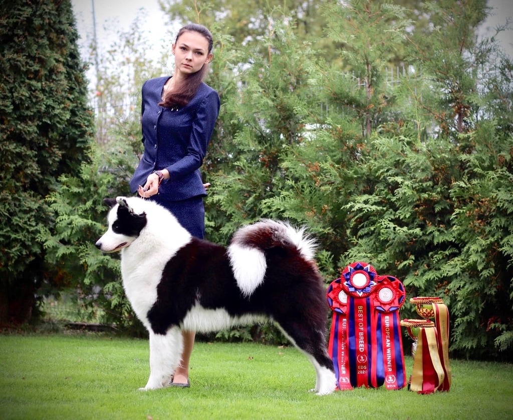 Yakutian laika show breeder