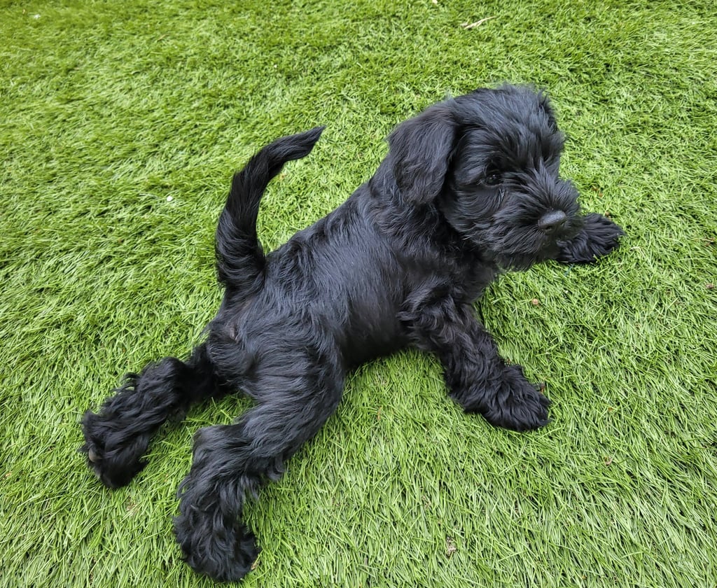 Chiot schnauzer nain noir