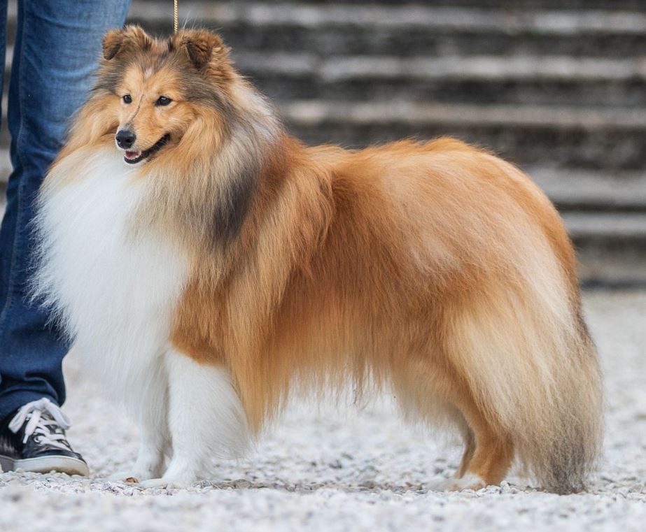 Planes de camada de pastor de las islas de shetland, Shetland Sheepdog