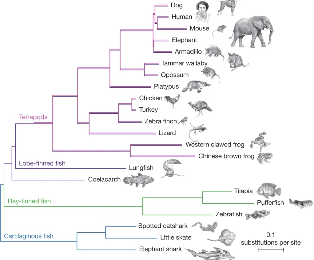 The African coelacanth genome provides insights into tetrapod evolution, Nature volume 496, pages311