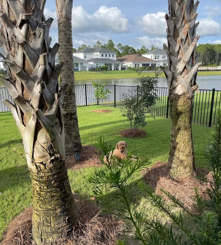 palm tree installation near rosemary beach
