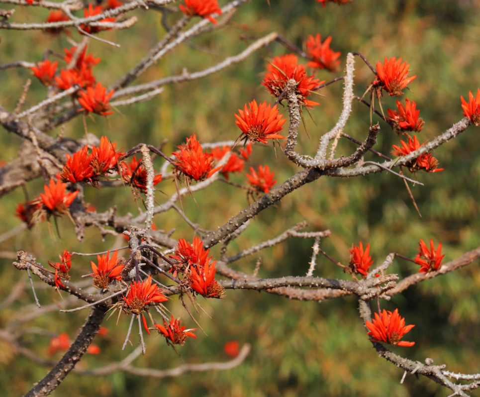 a tree with red flowers called Erythrina