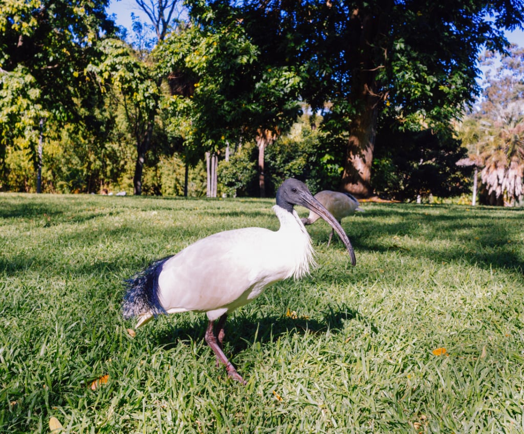 a bird with a long beak and a long beak. ibis bird, australian