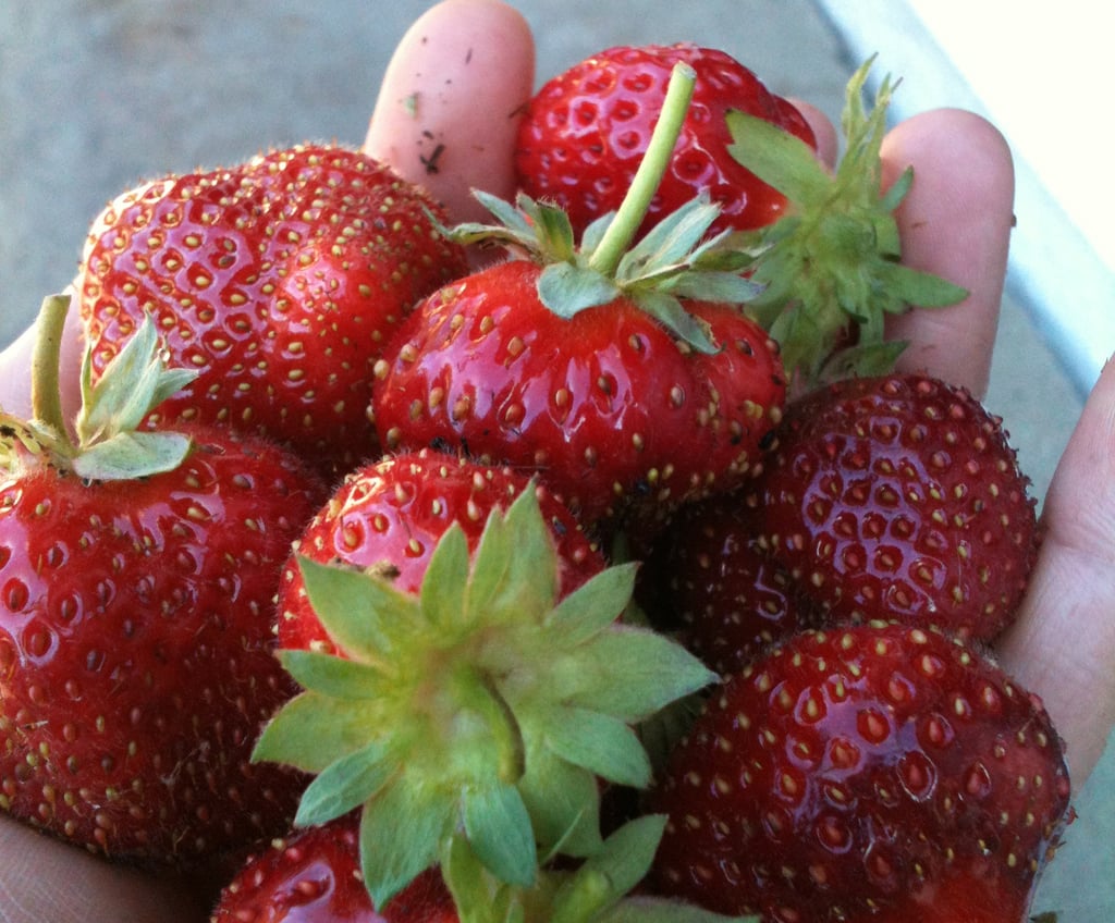 ripe red strawberries in the palm of a hand, fingertips dotted with bits of soil.