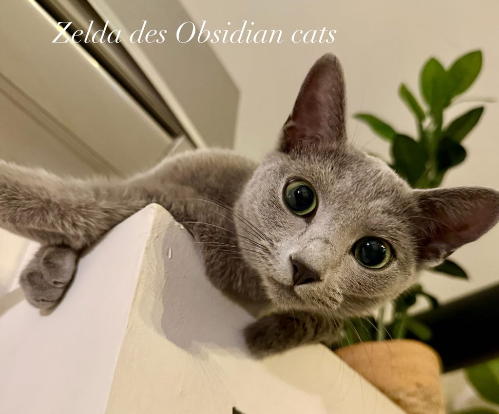 bleu russe chat - russian blue cat-obsidian-cats-france