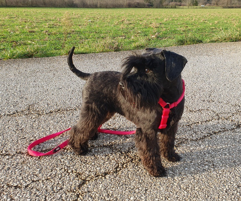 Tessie en balade Schnauzer nain noir
