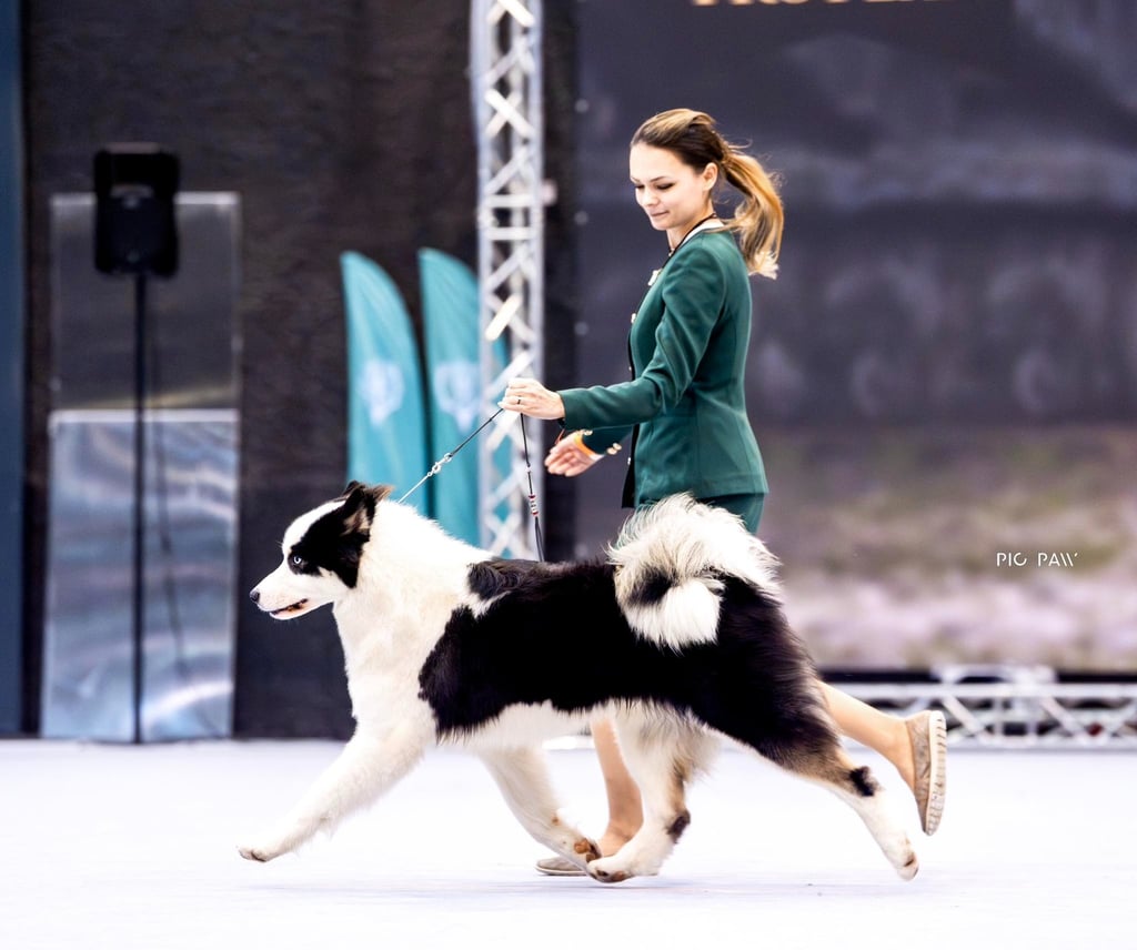Yakutian laika dog show winner