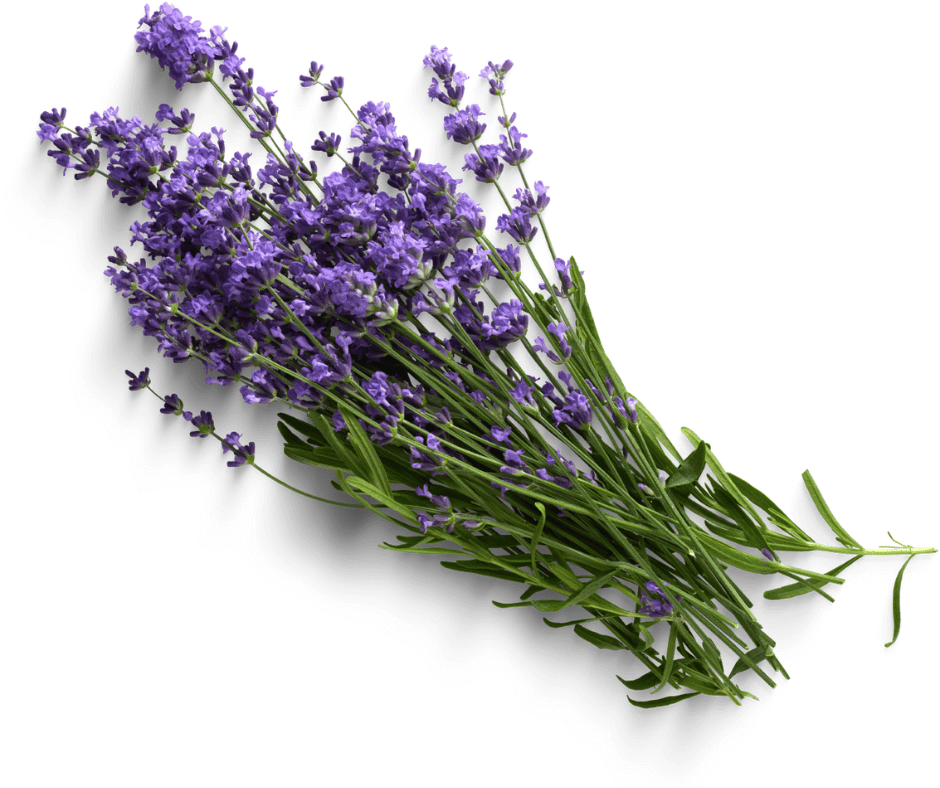 Fresh lavender flowers with vibrant purple blossoms and green stems