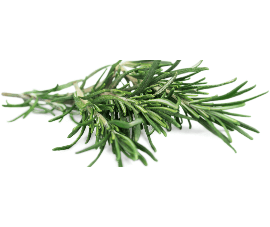 Fresh rosemary sprigs,  needle-like, deep green leaves with a slightly curved shape and woody stems