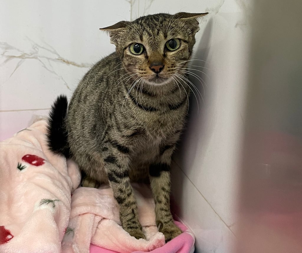 Tabby shelter cat sitting alert on pink blankets in a small enclosure, looking toward the camera.