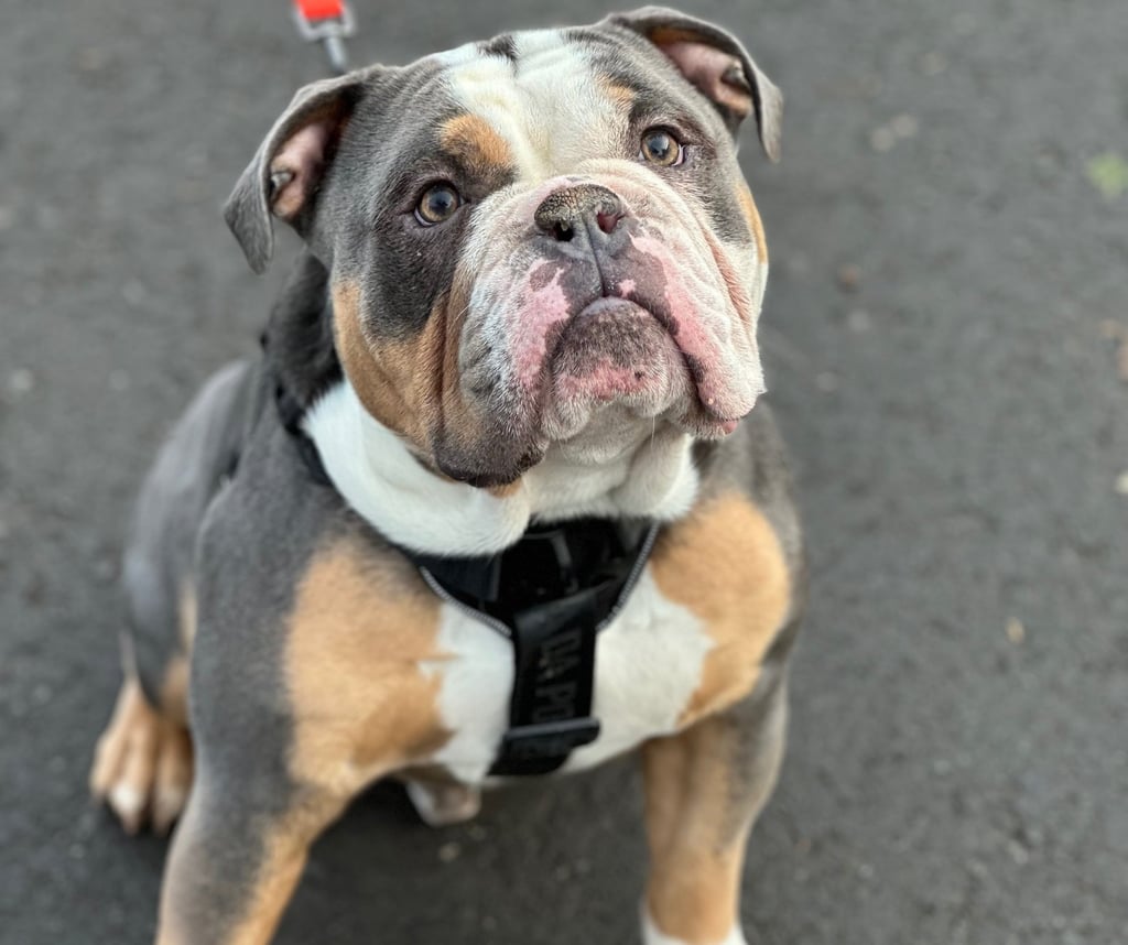 A tricolor Olde English Bulldogge wearing a black harness and red leash sitting on a sidewalk.
