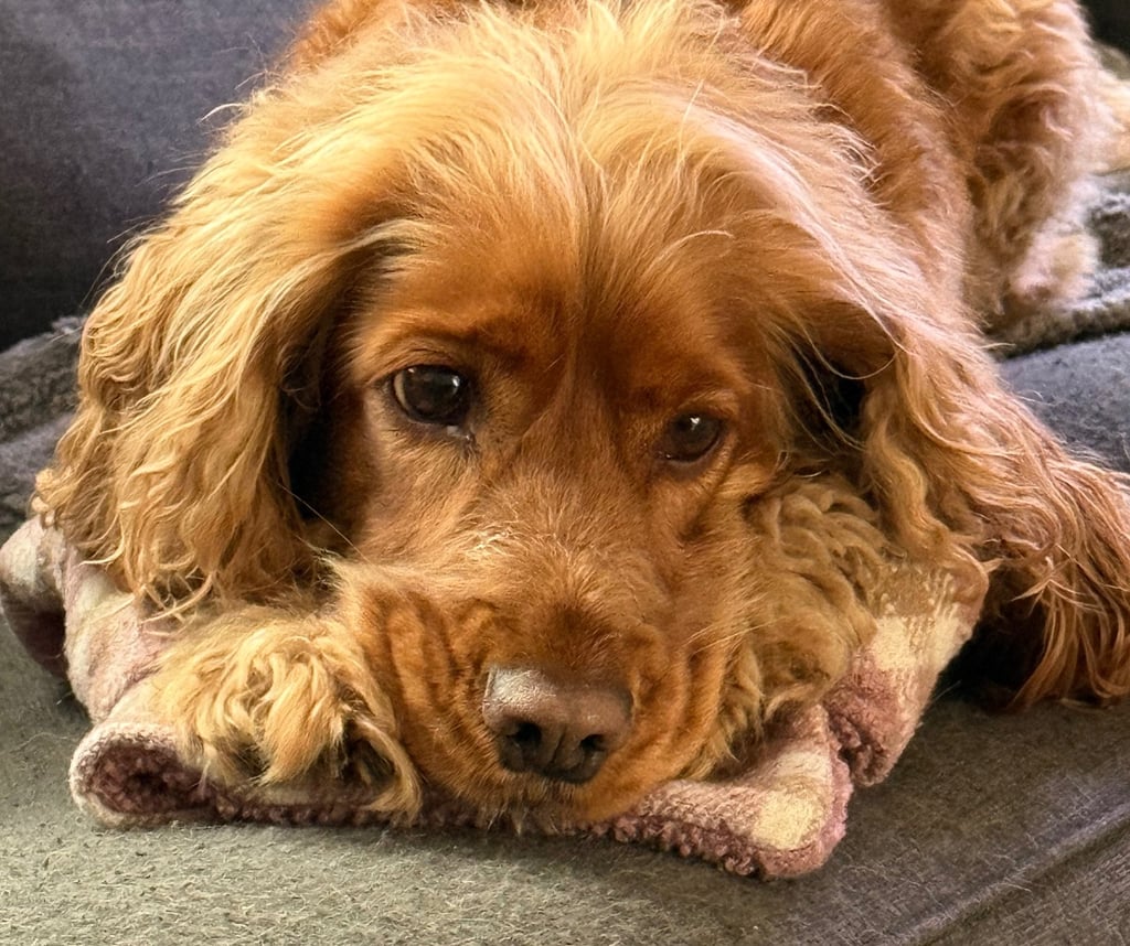 Golden Spaniel settled on the sofa 
