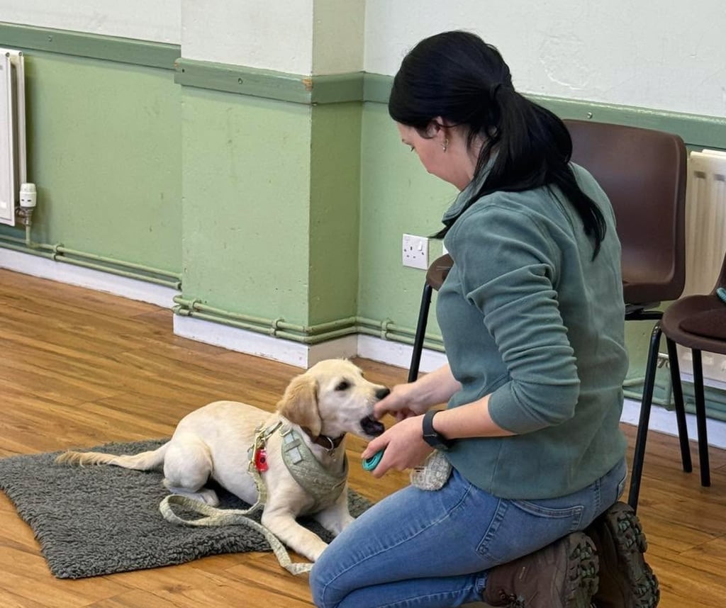 Golden Retriever Puppy & Handler at Wollaston Puppy Class