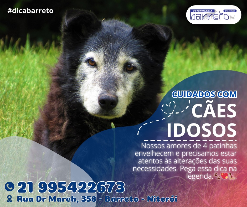 Cachorrinho de pelo preto com a cara branquinha