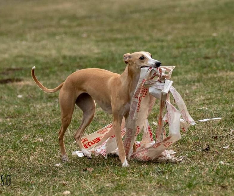 lévrier whippet qui attrape le leurre
