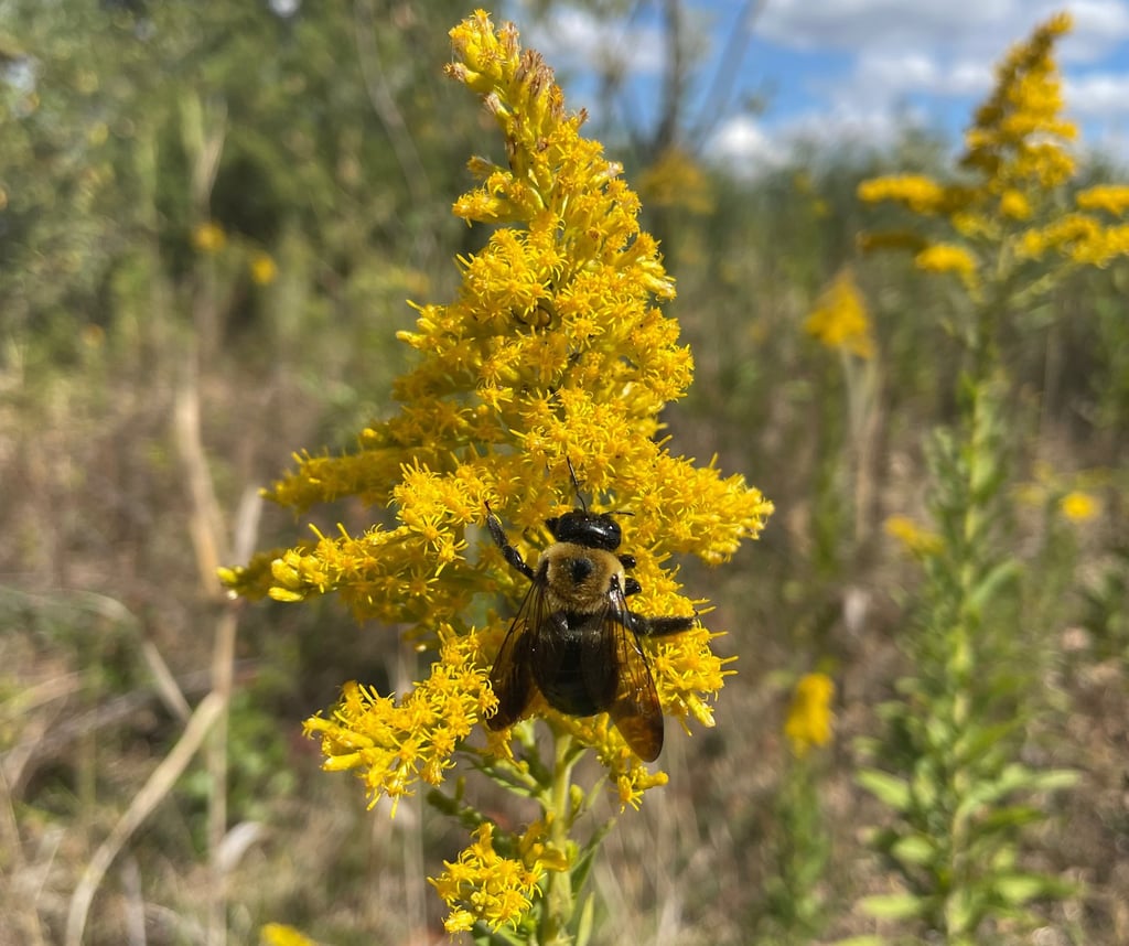 a bee on a flower in a field