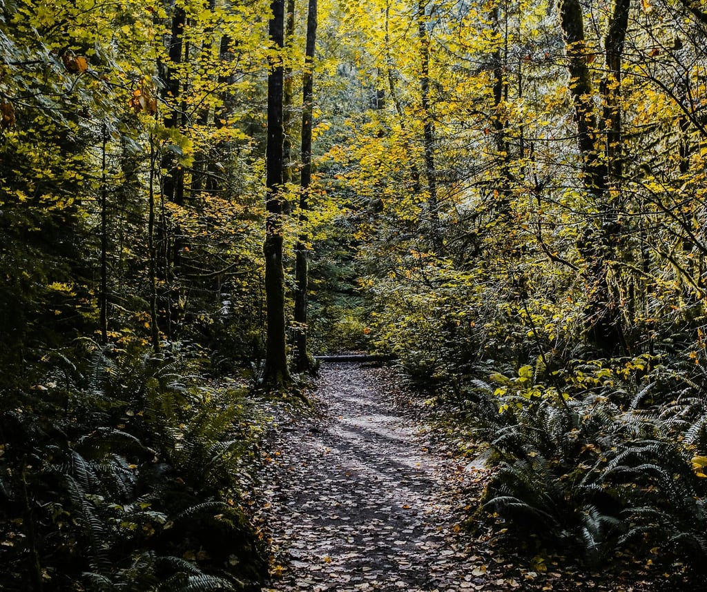 Leaf-covered hiking path in golden autumn forest, seasonal wilderness navigation and shelter scouting