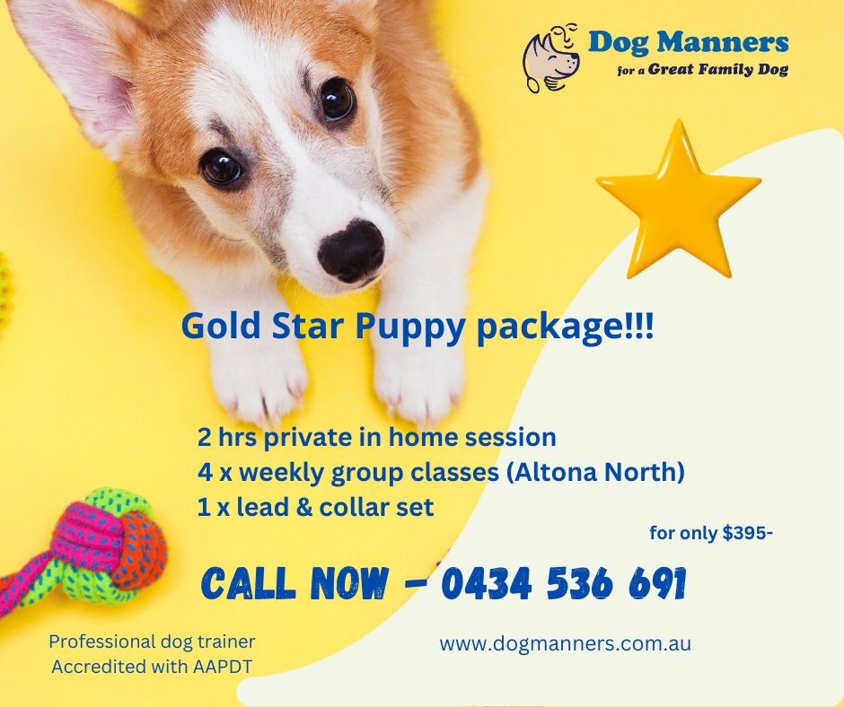 gold star puppy training package