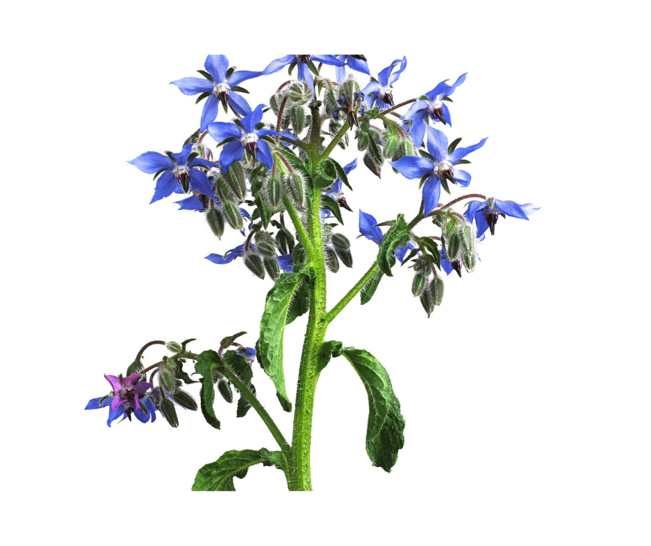 Borago officinalis with vibrant star-shaped blue flowers, fuzzy green stems, and textured leaves