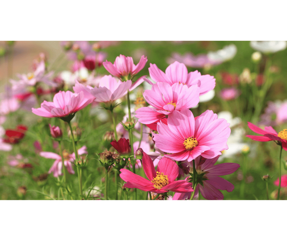 Cosmos bipinnatus with vibrant daisy-like flowers in shades of pink, white, and magenta.