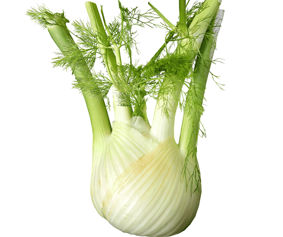 Fresh fennel  with feathery green leaves, showcasing their crisp white layers and vibrant foliage
