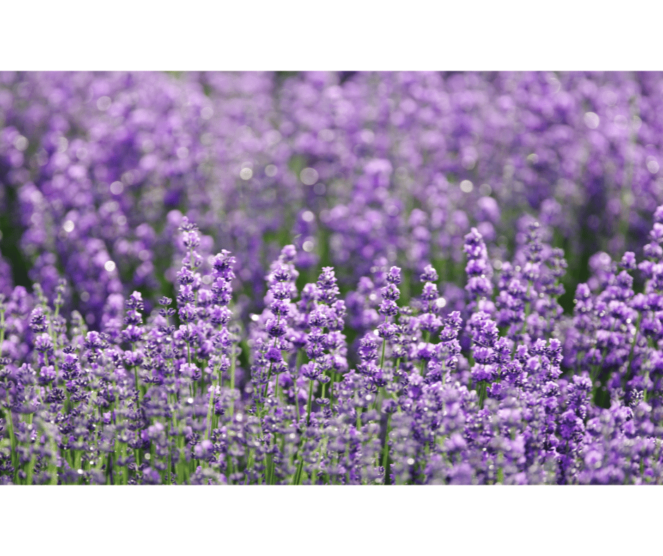 Lavandula angustifolia growing in a sunny garden setting