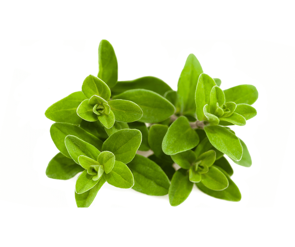 Origanum majorana  with small, oval-shaped, bright green leaves growing in dense clusters