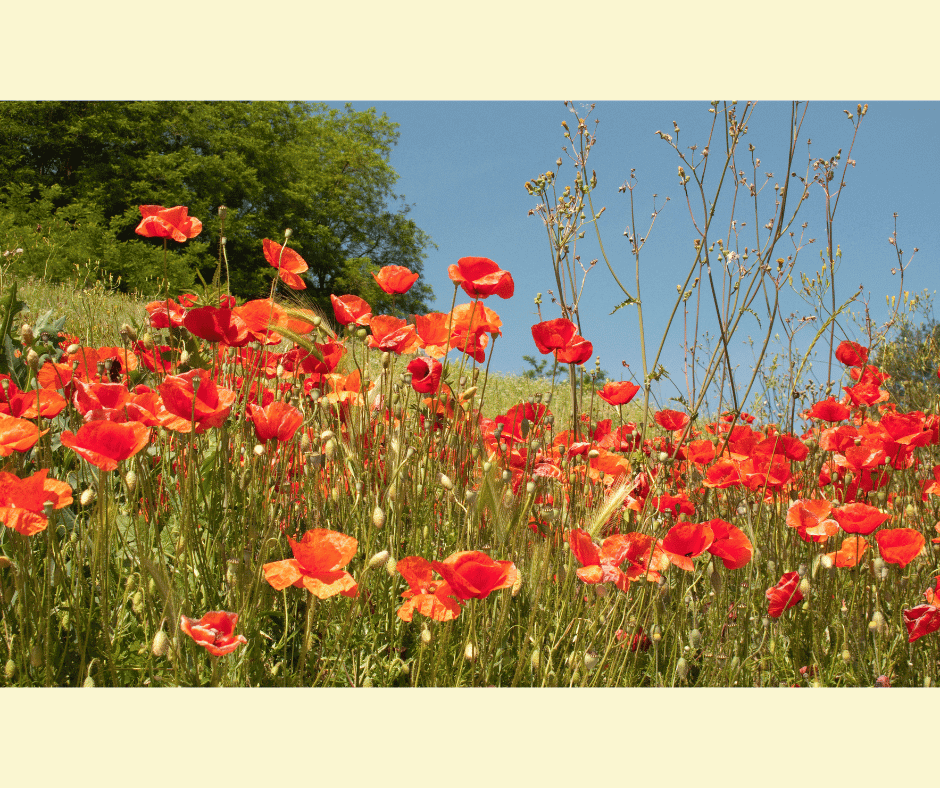 Papaver rhoeas with scarlet, paper-thin petals and a dark center, swaying on slender green stems.