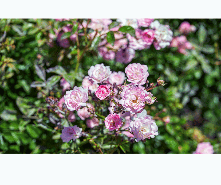Rosa gallica in full bloom, displaying deep pink to red petals with a velvety texture.
