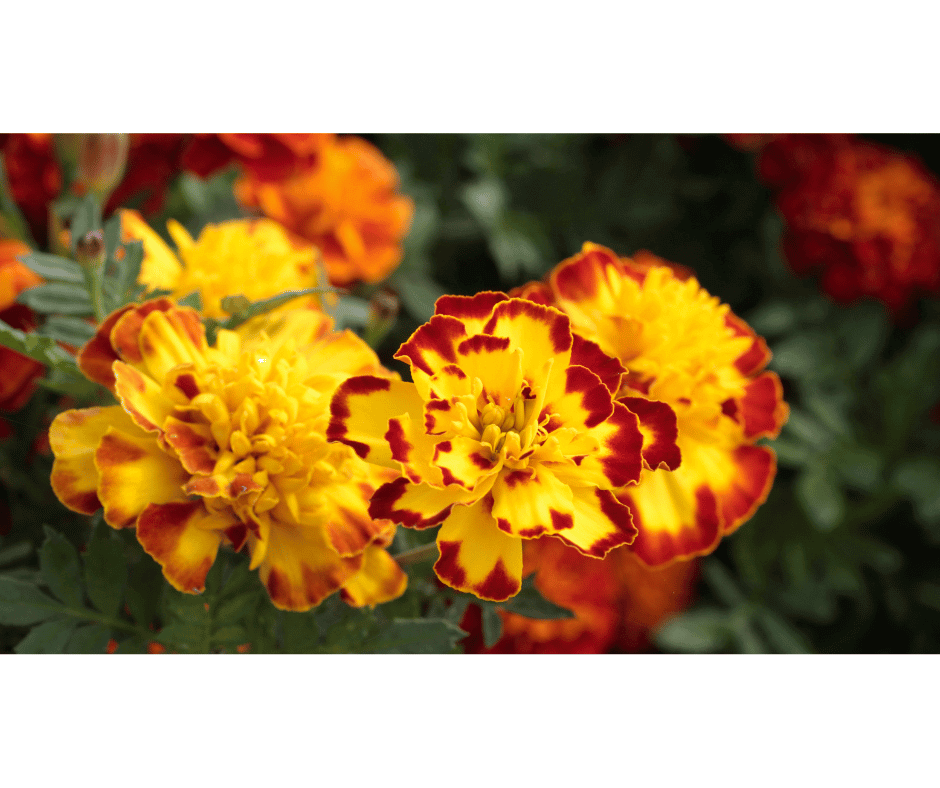 Tagetes patula, featuring bright orange and yellow ruffled flowers with dense green foliage,