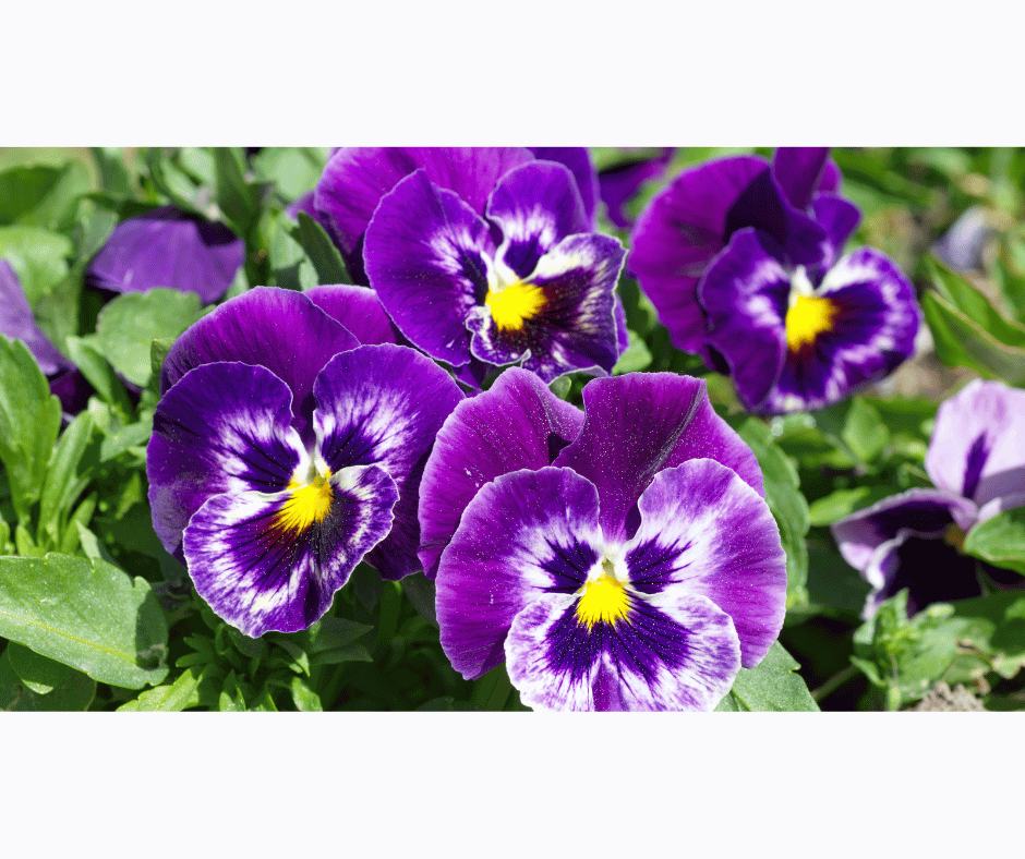 Viola tricolor with delicate purple, yellow, and white petals set against green foliage.